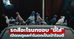 เหตุผลทางวิทยาศาสตร์ ทำไมนกชอบ ‘ขี้ใส่’ รถสีบางสี