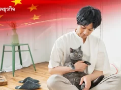 ส่อง “ตลาดแมวจีน” โตแรง จากสัตว์เลี้ยงสู่”เศรษฐกิจแมว”ครบวงจร