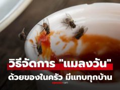 ของในครัวที่จัดการ “แมลงวัน” ได้อยู่หมัด ทั้งไล่และดักจับ แถมไม่เป็นอันตรายต่อคน