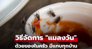ของในครัวที่จัดการ “แมลงวัน” ได้อยู่หมัด ทั้งไล่และดักจับ แถมไม่เป็นอันตรายต่อคน