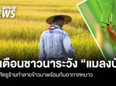 เตือนชาวนาระวัง “แมลงบั่ว” ศัตรูร้ายทำลายข้าวมาพร้อมกับอากาศหนาว