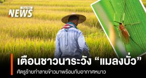 เตือนชาวนาระวัง “แมลงบั่ว” ศัตรูร้ายทำลายข้าวมาพร้อมกับอากาศหนาว