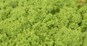 มกอช. ผลักดัน “ ไข่ผำ ” สู่ตลาดญี่ปุ่น – ถก MAFF วางกรอบความร่วมมือ JTEPA