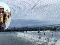 เกษตรกร บ้านแพ้วเผยสูตรเลี้ยงกุ้งเป็น “ระบบพัฒนา”ทำกำไรได้ตามเป้าหมาย