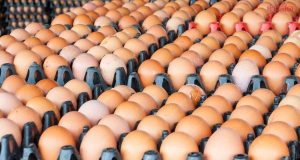 แม่บ้านจ๊าก ไข่ไก่ขึ้นราคาอีก 20 สตางค์ เป็นฟองละ 3.40 บาท มีผล 17พ.ย.นี้