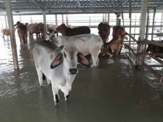 กรมปศุสัตว์ เร่งช่วยเหลือเกษตรกรผู้เลี้ยงสัตว์ 5 จังหวัด ประสบภัยน้ำท่วม