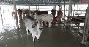 กรมปศุสัตว์ เร่งช่วยเหลือเกษตรกรผู้เลี้ยงสัตว์ 5 จังหวัด ประสบภัยน้ำท่วม
