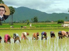 กรมการข้าว ชี้ข้าวดิ่ง5พันบาท/ตัน หวั่นทรุดต่อ ผนึกส.ชาวนาตั้งทีมลดต้นทุน