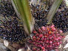 ” ธรรมนัส ” เคาะใช้ดีเซลบี 7 รับผลผลิตล้นปี 69 รักษาราคาปาล์ม อุ้มเกษตรกรไทย