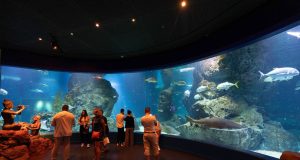 ซีไลฟ์ แบงคอก ครบ 20 ปี จัดโชว์นางเงือก “Dive Into the Water Dance”