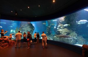 ซีไลฟ์ แบงคอก ครบ 20 ปี จัดโชว์นางเงือก “Dive Into the Water Dance”