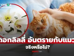 เช็กข่าวชัวร์ : ดอกลิลลี่ เป็นอันตรายต่อแมว จริงหรือไม่