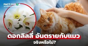 เช็กข่าวชัวร์ : ดอกลิลลี่ เป็นอันตรายต่อแมว จริงหรือไม่