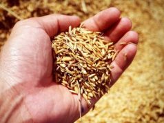 ดับฝันเป้าหมาย ส่งมอบจีทูจีข้าวไทย 1 แสนตันให้จีน ภายในธ.ค.นี้ ชี้ติดปัญหาด้านเทคนิค