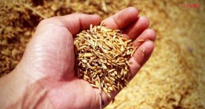 ดับฝันเป้าหมาย ส่งมอบจีทูจีข้าวไทย 1 แสนตันให้จีน ภายในธ.ค.นี้ ชี้ติดปัญหาด้านเทคนิค