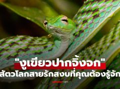 ทำความรู้จัก “งูเขียวปากจิ้งจก” สัตว์โลกสายรักสงบ ที่ต่างจากภาพจำกับงูทั่วๆไป