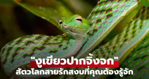 ทำความรู้จัก “งูเขียวปากจิ้งจก” สัตว์โลกสายรักสงบ ที่ต่างจากภาพจำกับงูทั่วๆไป