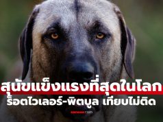 รู้จักสุนัขแข็งแกร่งที่สุดในโลก ฉายานักล่าหมาป่า ร็อตไวเลอร์-พิตบูลเทียบไม่ติด