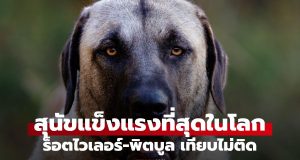 รู้จักสุนัขแข็งแกร่งที่สุดในโลก ฉายานักล่าหมาป่า ร็อตไวเลอร์-พิตบูลเทียบไม่ติด