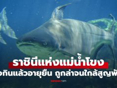 ปลาที่ได้ฉายา “ราชินีแห่งแม่น้ำโขง” เชื่อกินแล้วอายุยืน ถูกล่าจนใกล้สูญพันธุ์