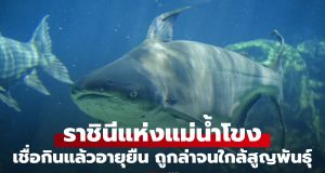 ปลาที่ได้ฉายา “ราชินีแห่งแม่น้ำโขง” เชื่อกินแล้วอายุยืน ถูกล่าจนใกล้สูญพันธุ์
